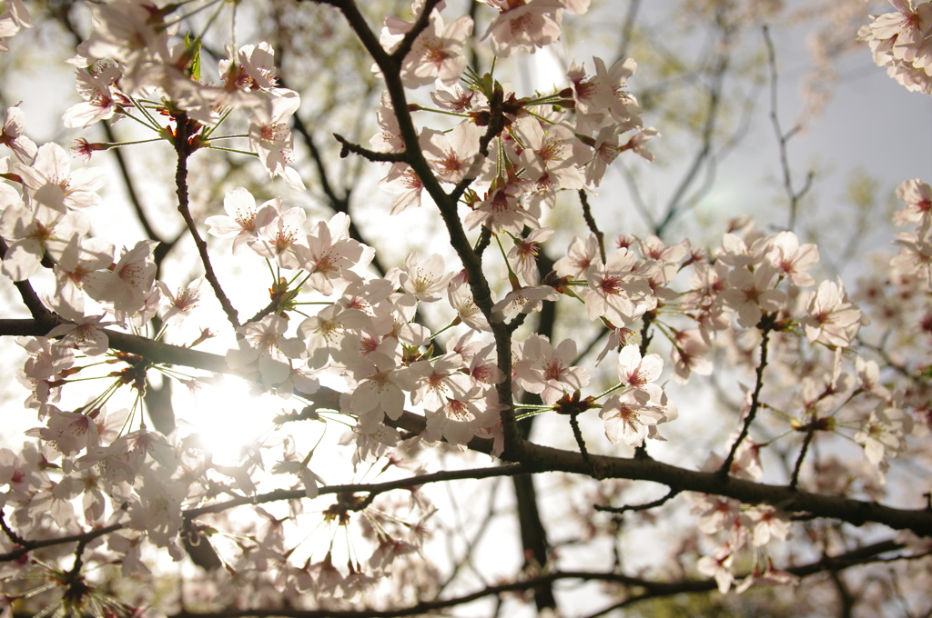 桜と光