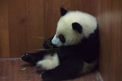 成都パンダ繁育研究基地