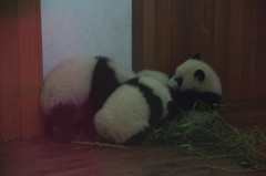 成都パンダ繁育研究基地