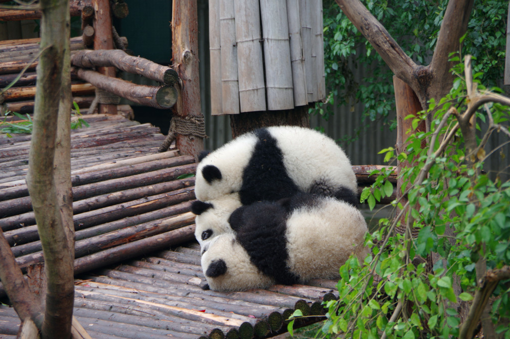 成都パンダ繁育研究基地