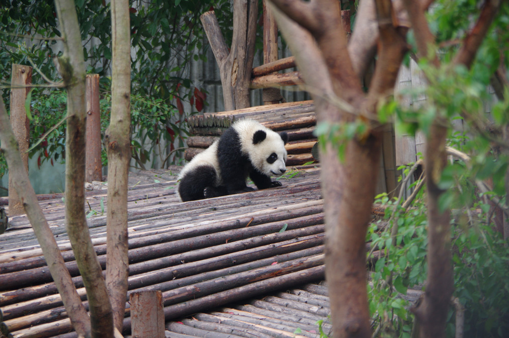 成都パンダ繁育研究基地