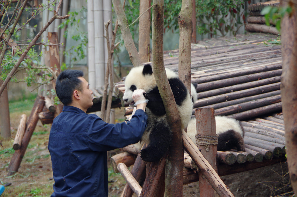 成都パンダ繁育研究基地
