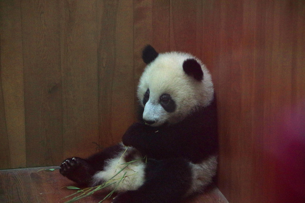 成都パンダ繁育研究基地