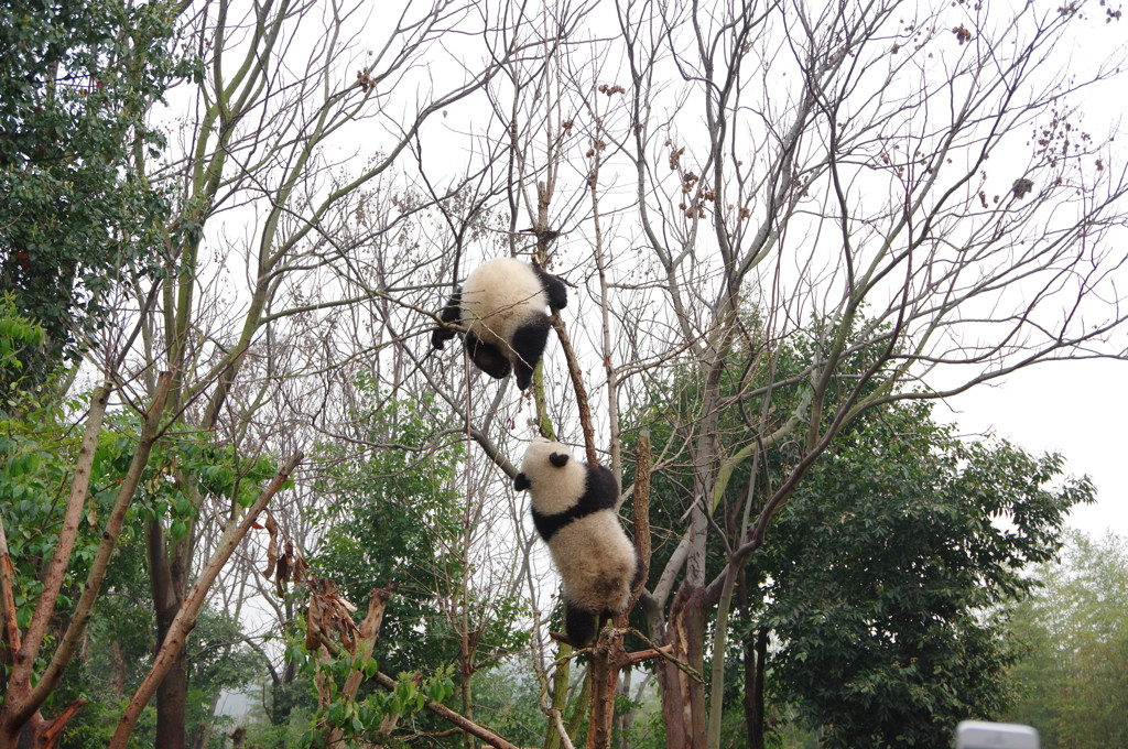 成都パンダ繁育研究基地