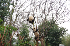 成都パンダ繁育研究基地