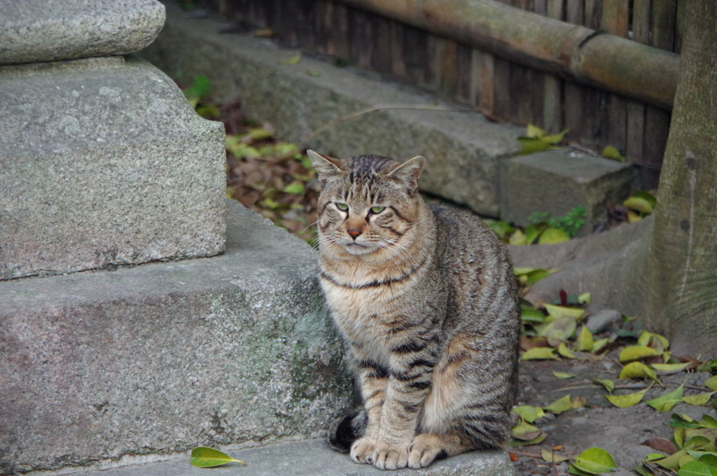 京都旅行