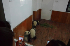 成都パンダ繁育研究基地
