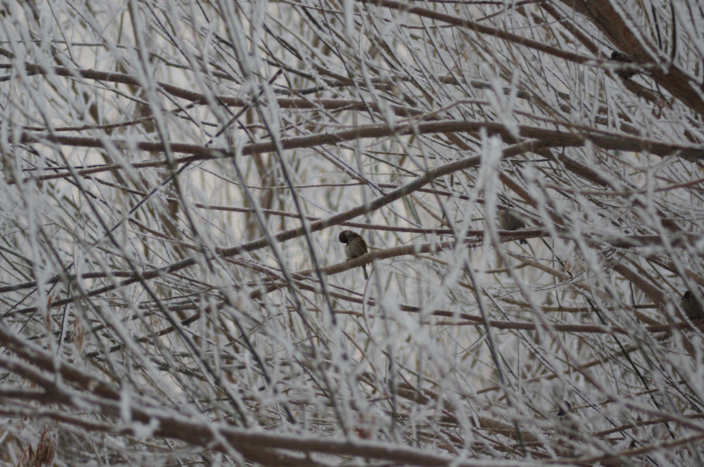 雪