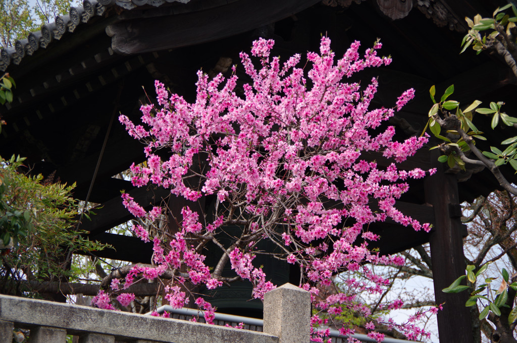 京都旅行