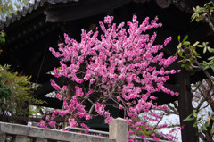 京都旅行