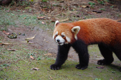 成都パンダ繁育研究基地