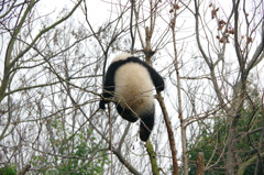 成都パンダ繁育研究基地