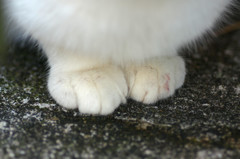 猫の爪