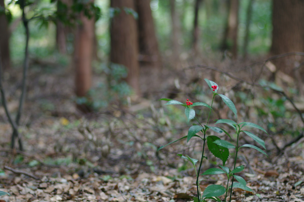 IMGP0671_副本