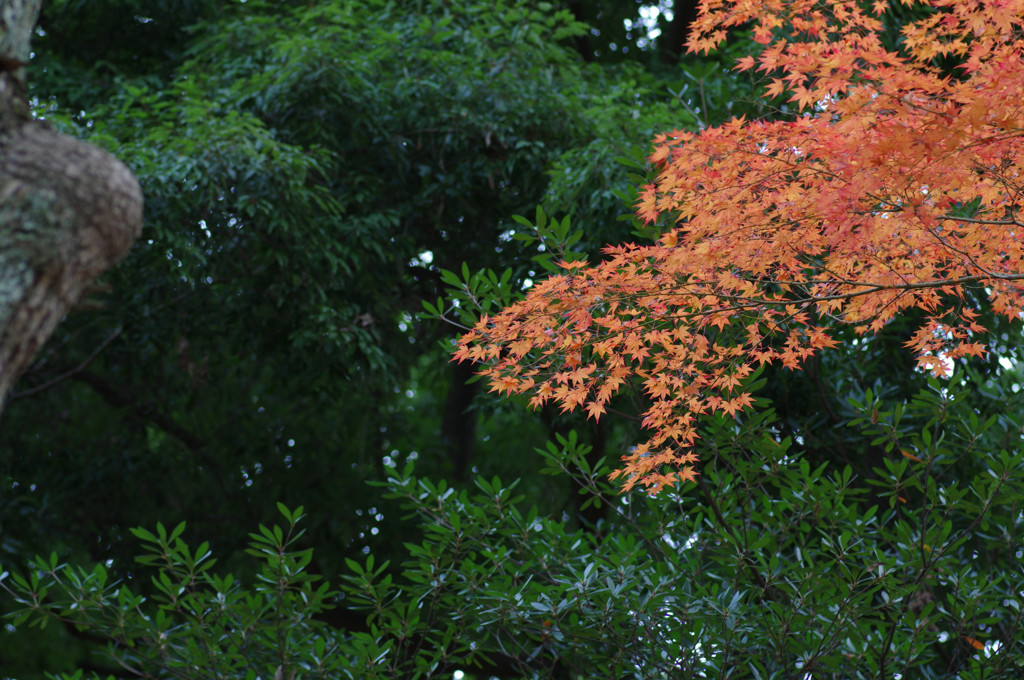 IMGP0650_副本