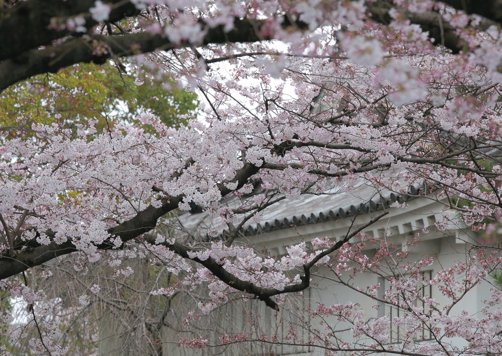 小倉城の桜 6