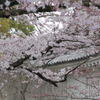 小倉城の桜 6