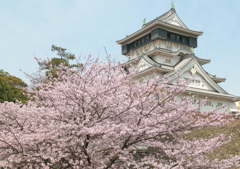小倉城の桜 1