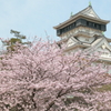 小倉城の桜 1