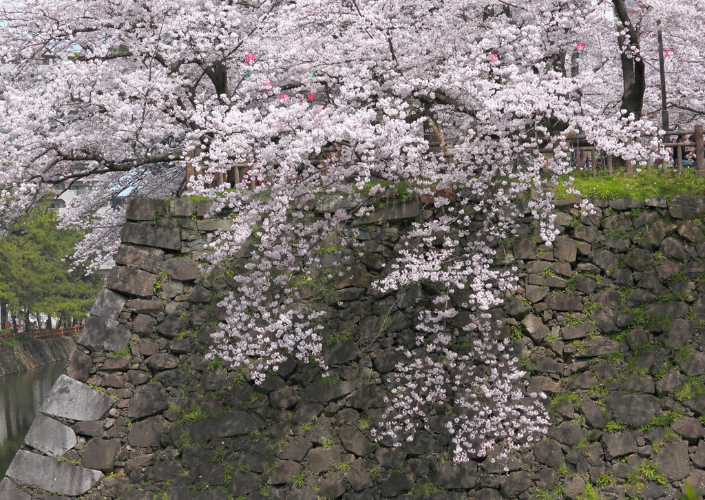 小倉城の桜 4