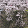 小倉城の桜 4