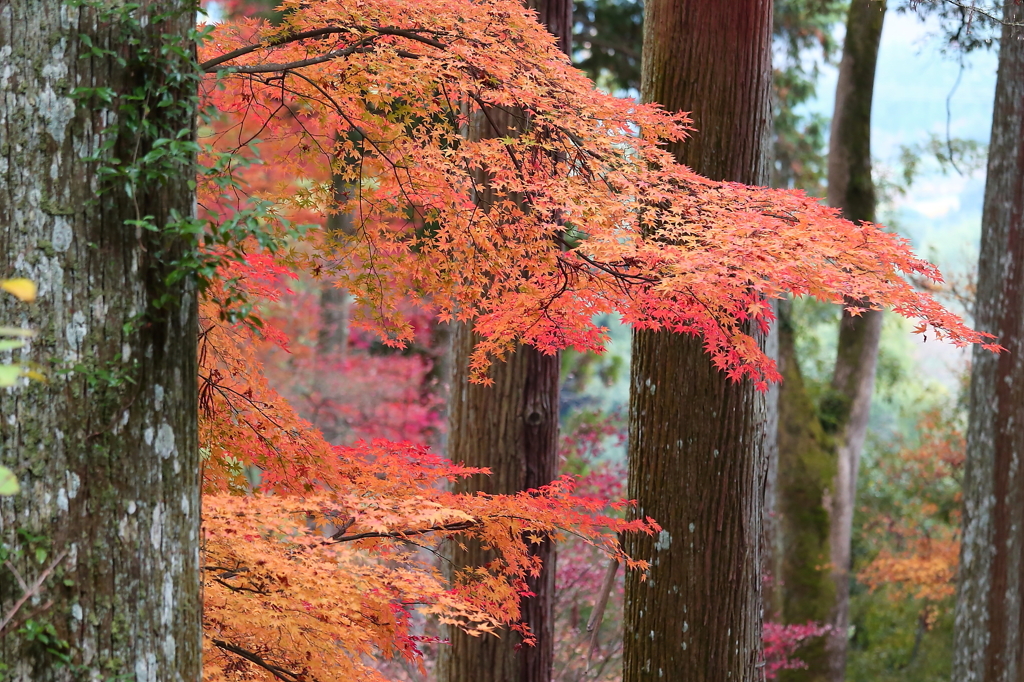 秋爛漫の大興善寺