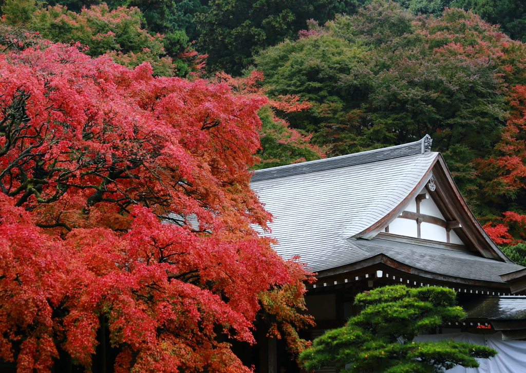 雷山千如寺の大楓