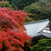 雷山千如寺の大楓