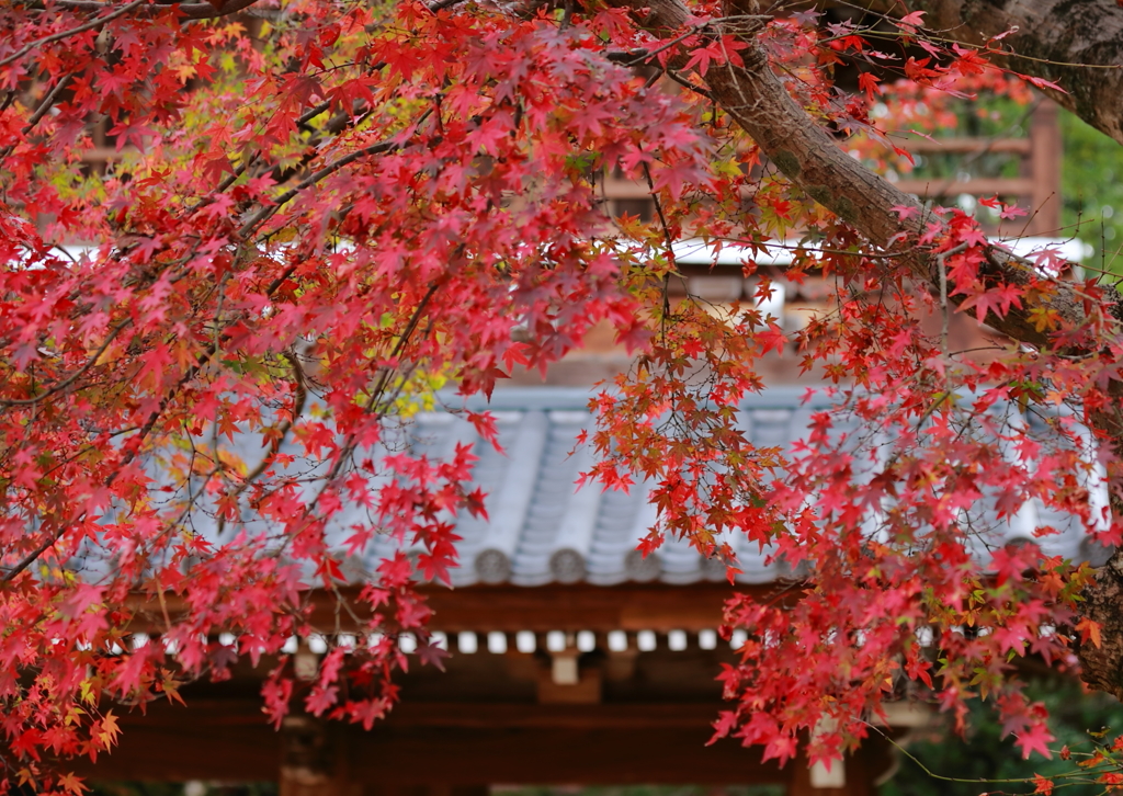 長州の紅 功山寺２