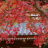 長州の紅 功山寺２