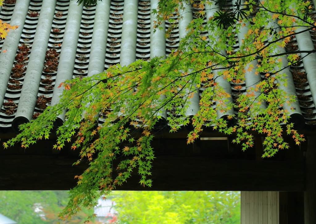 長州の翠 功山寺