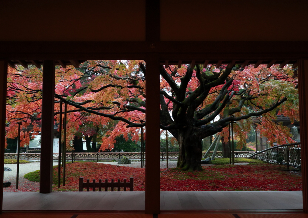 雷山千如寺の大楓