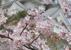 小倉城の桜 3