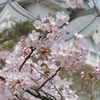 小倉城の桜 3