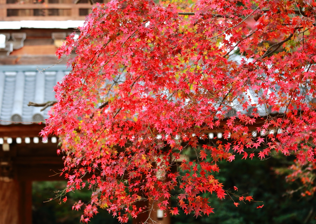 長州の紅 功山寺１