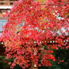 長州の紅 功山寺１