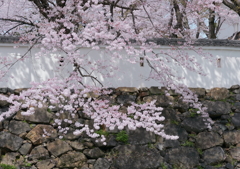 小倉城の桜 5