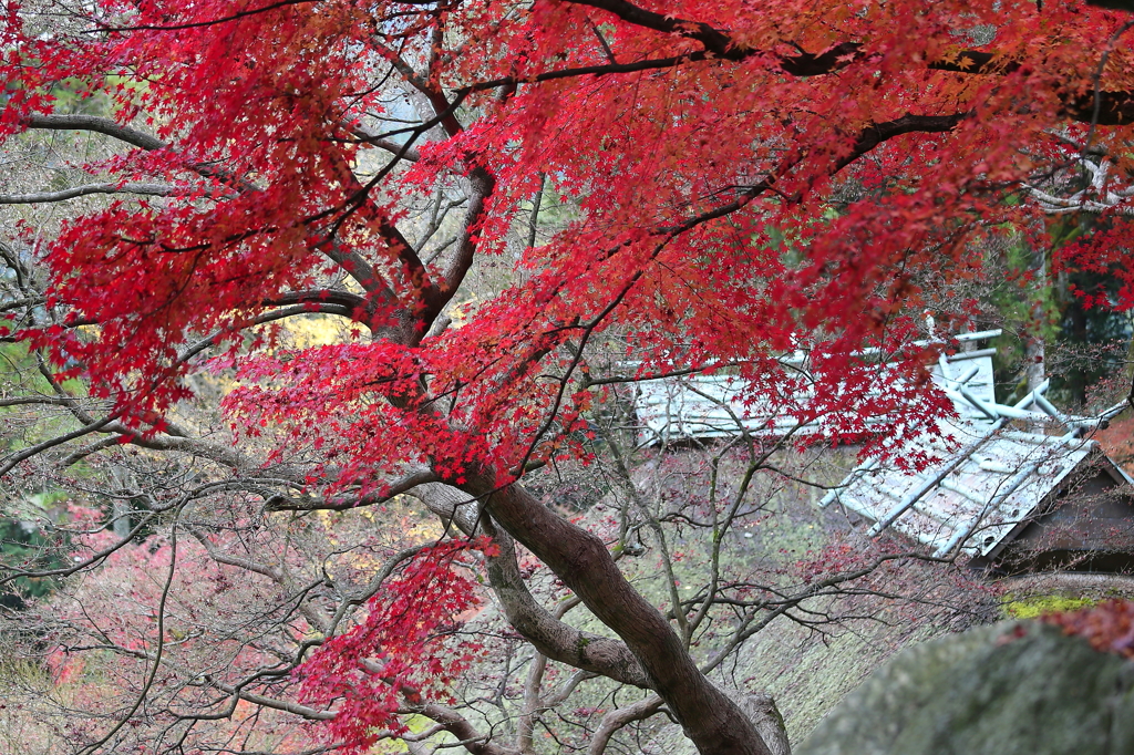 秋爛漫の大興善寺