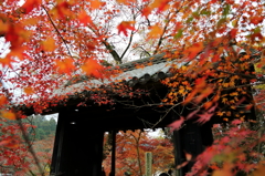 秋月城跡 紅葉の黒門