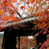 秋月城跡 紅葉の黒門