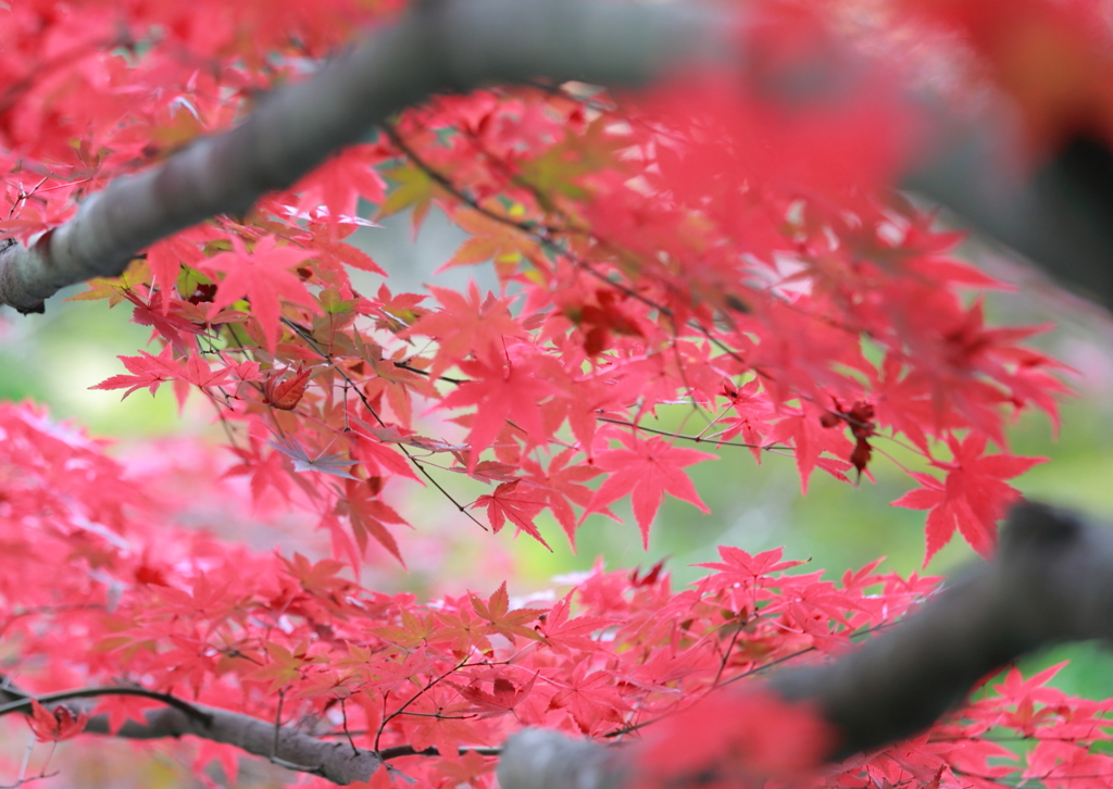 長州庭園の紅２