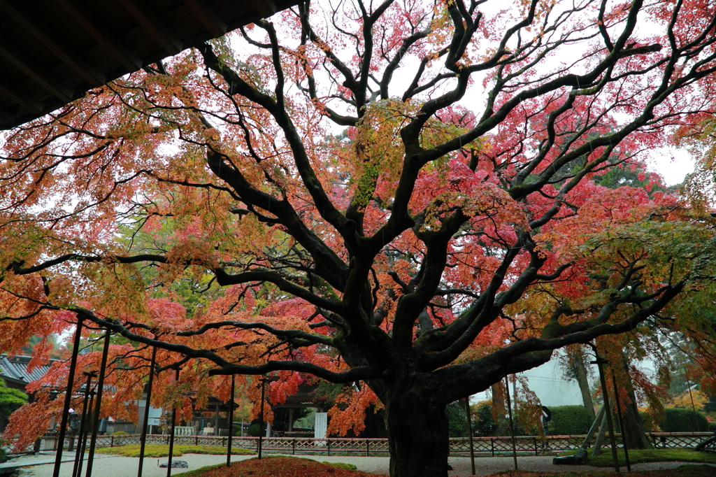 雷山千如寺の大楓