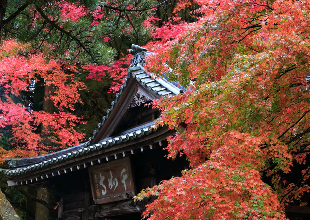 雷山千如寺の大楓