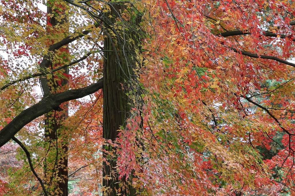 秋爛漫の大興善寺