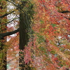 秋爛漫の大興善寺