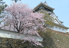 小倉城の桜 2