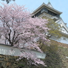 小倉城の桜 2