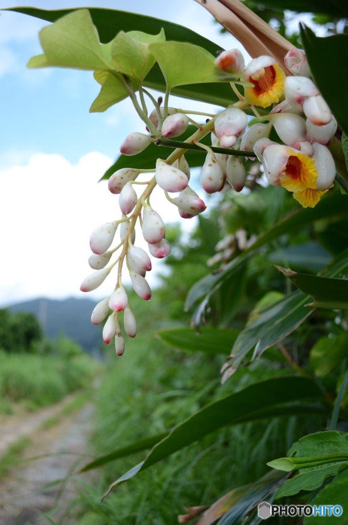月桃の花