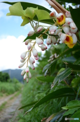 月桃の花