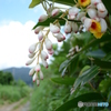 月桃の花